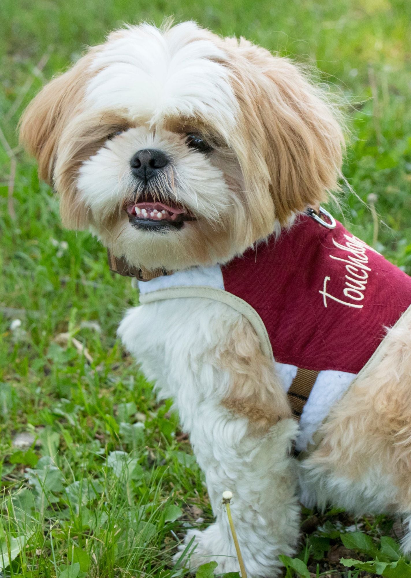 Touchdog Tough-Boutique Adjustable Fashion Dog Harness And Leash